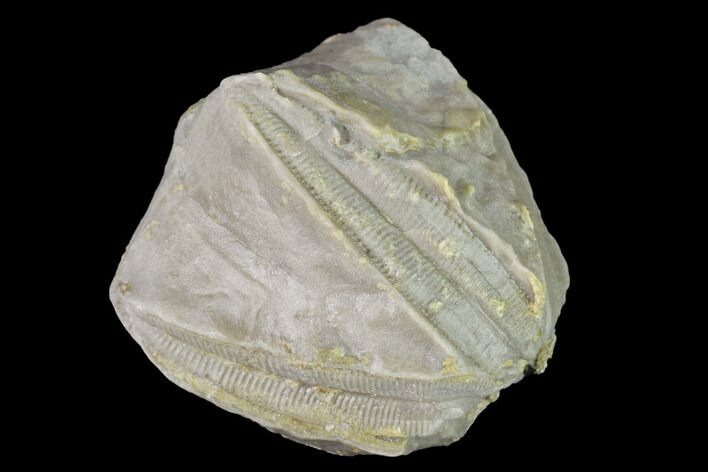Blastoid (Pentremites) Fossil - Tennessee #142125